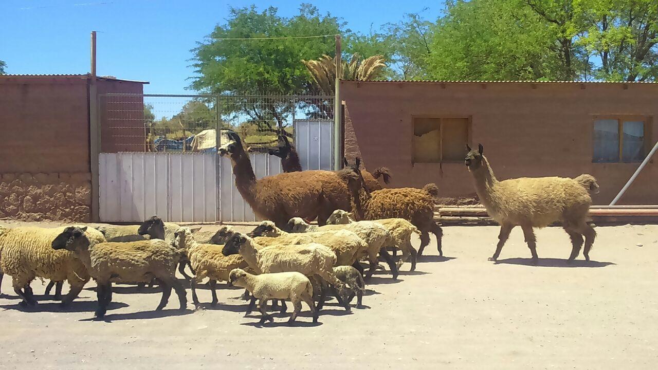 Cabana Laynaturi San Pedro de Atacama Exteriör bild